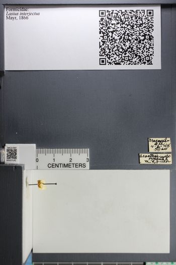 Media type: image;   Entomology 557141